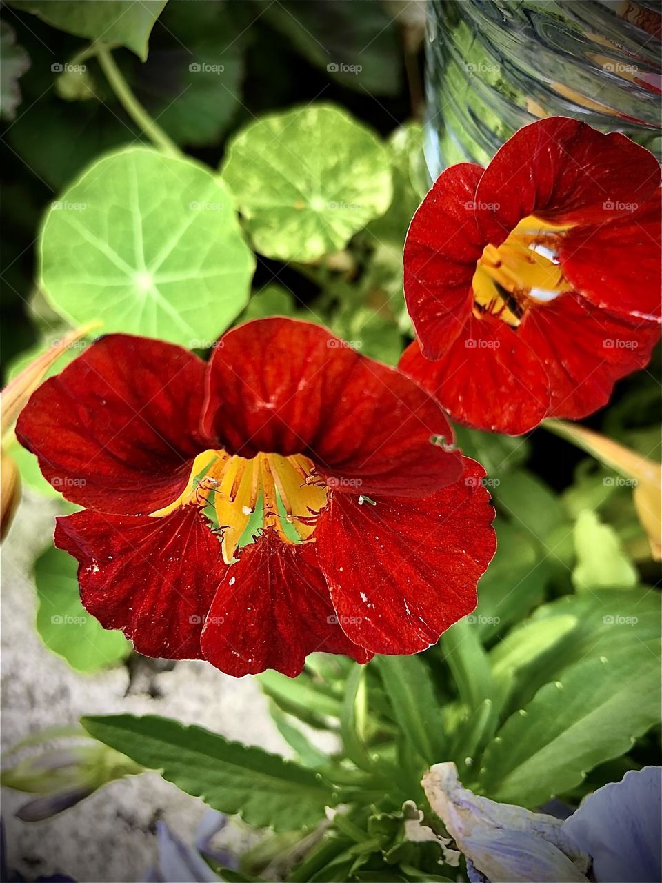 Nasturtium