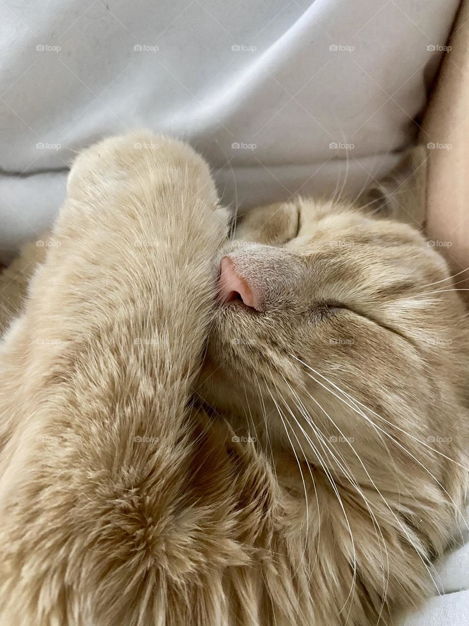 sleepy macaroni and cheese