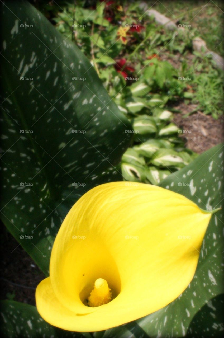 Beautiful . In the garden