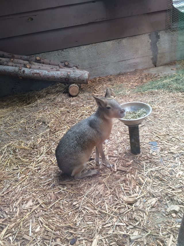 Rodent