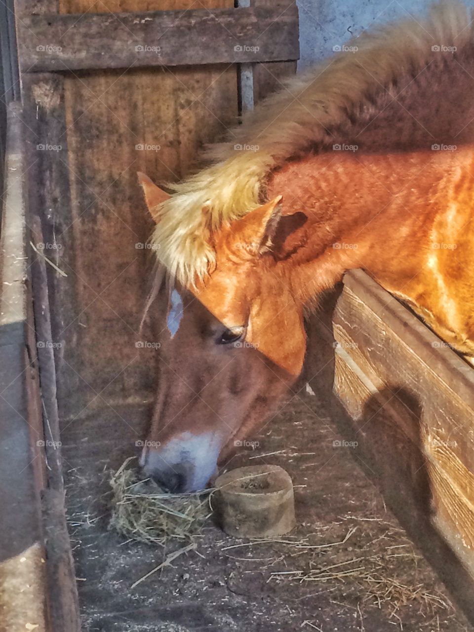 Horse eating in the manger