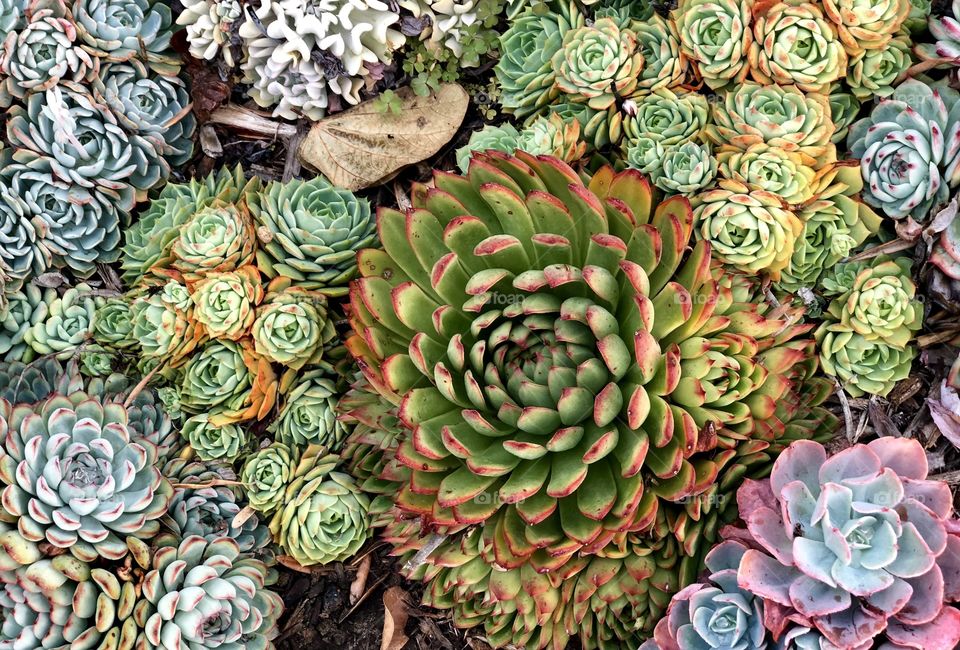 Foap Mission, The World Of Macro Photography! Unique Macro Shot of Beautiful And Colorful Succulents! 