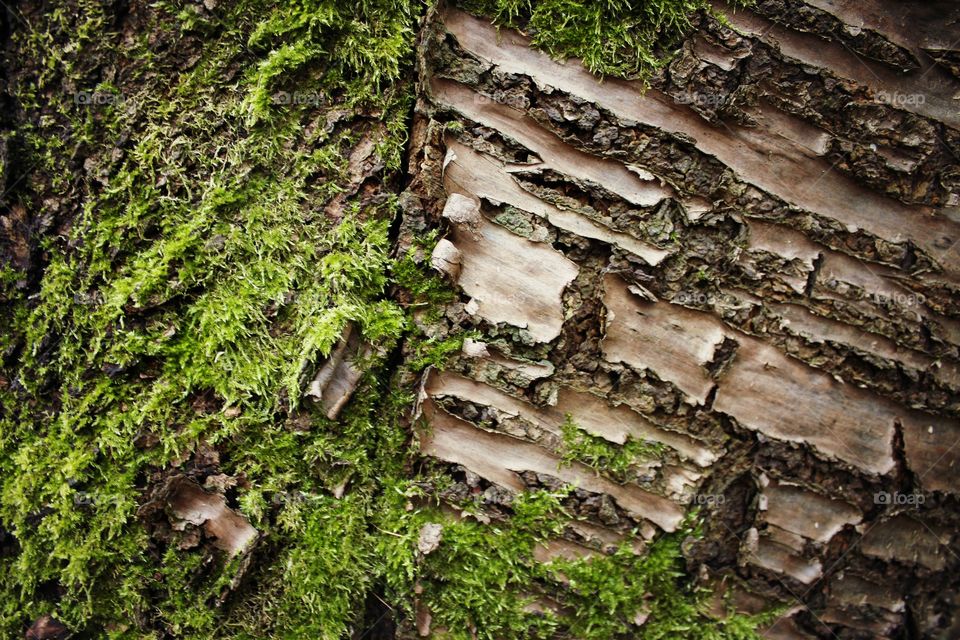 moss at wood