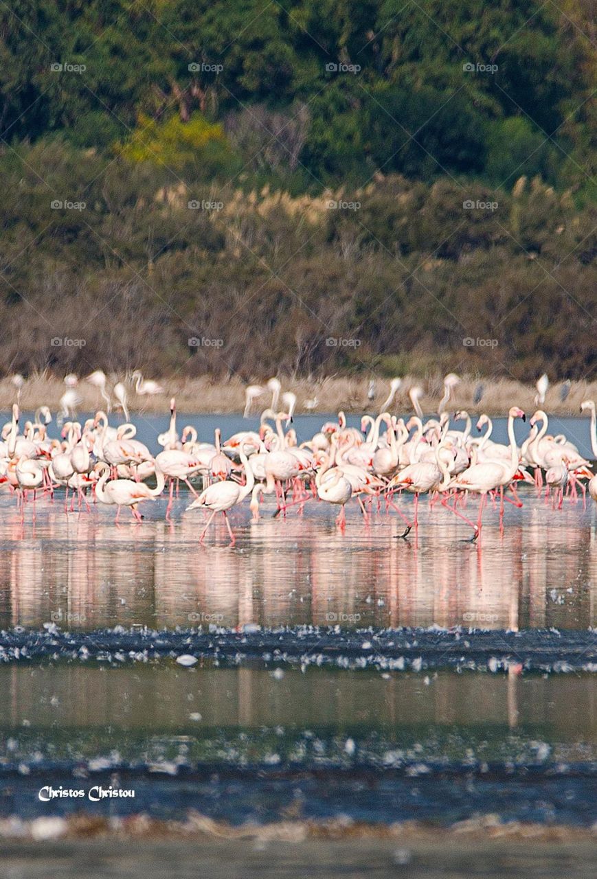 Flamingo Akrotiri Limassol Salt Lake 