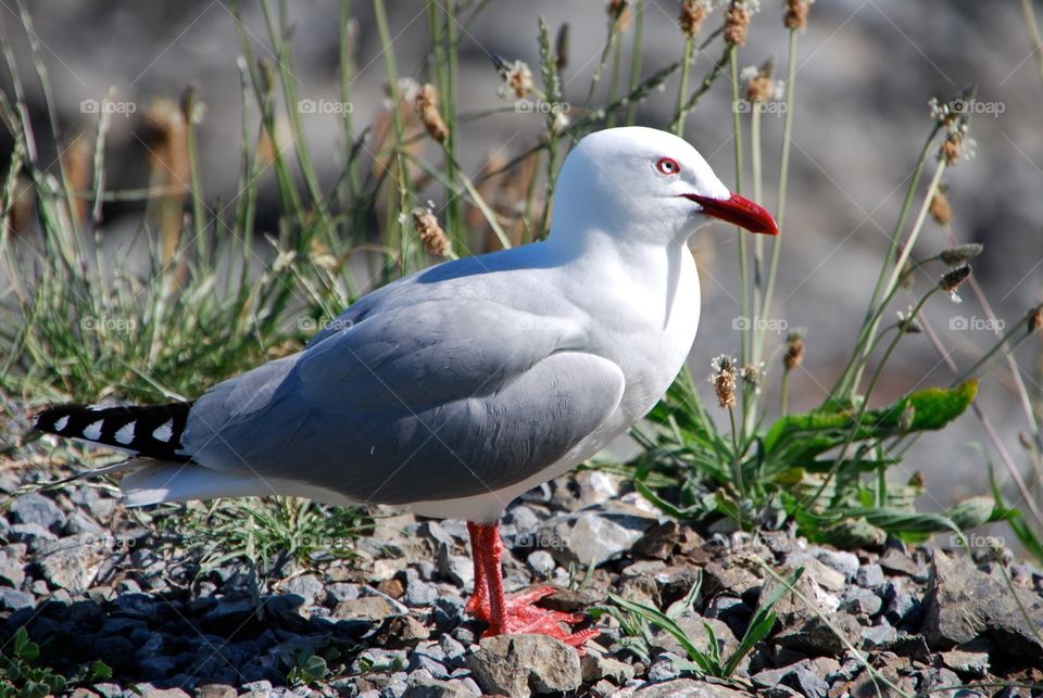 Seagull 