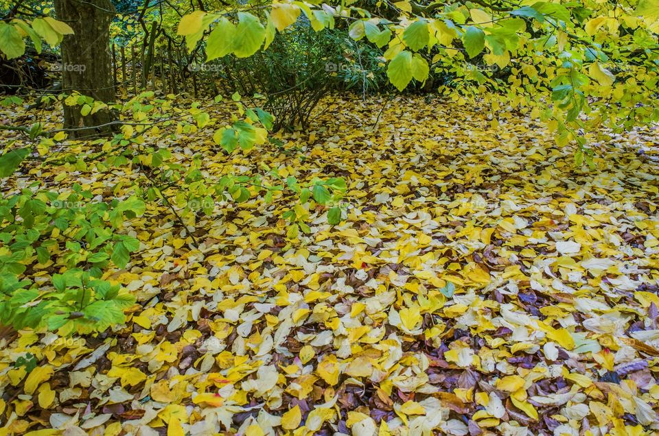 Trees. Autumn