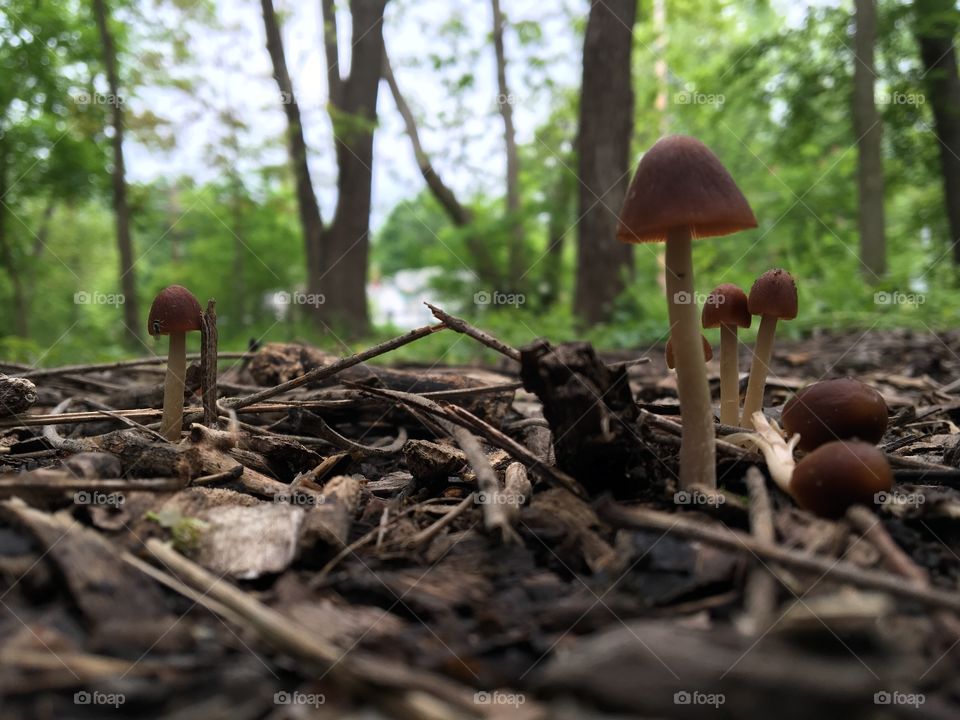 Tiny mushrooms in the woods