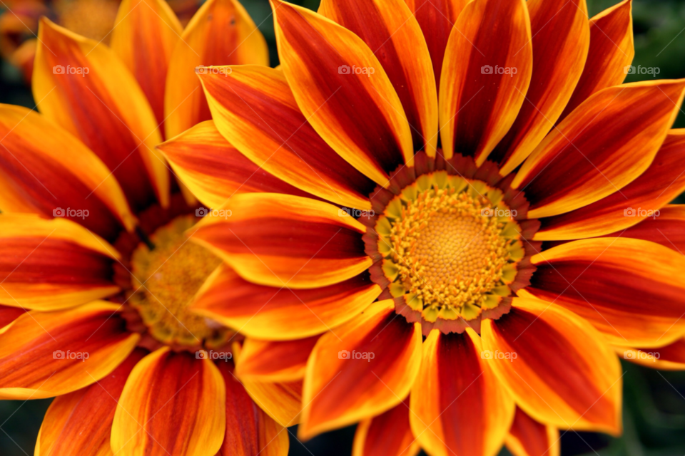 flower rudbeckia yellow and red zoomed in by gbp