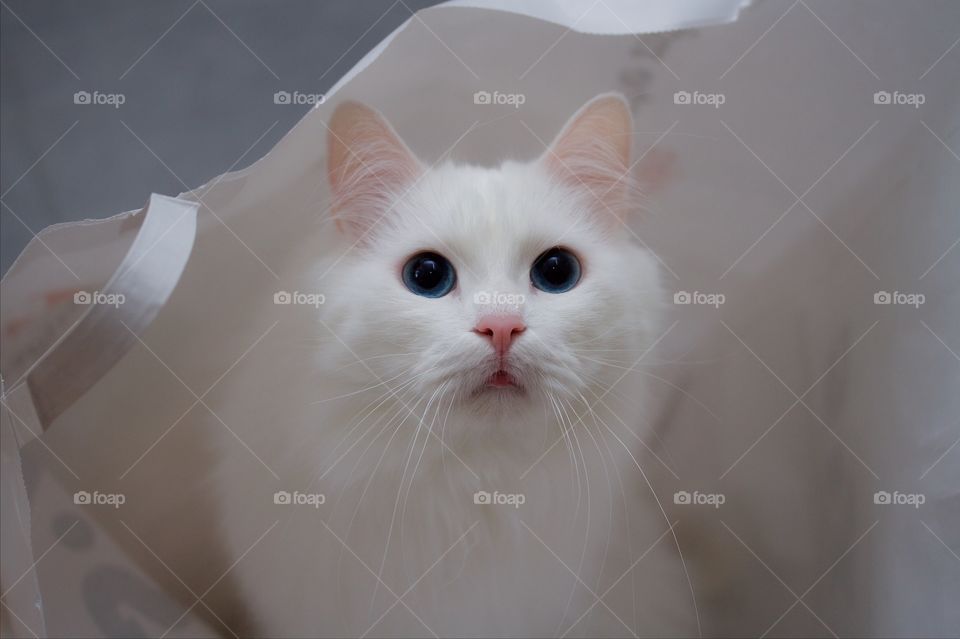 Norwegian forest cat in white bag