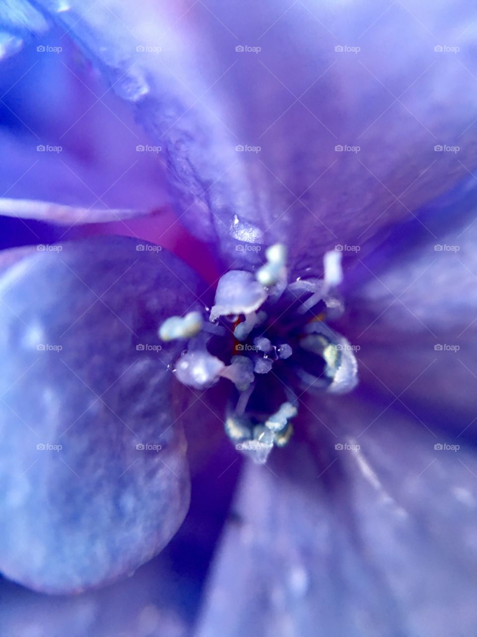 Raindrops on the pistil  and stamen of a purple flower.