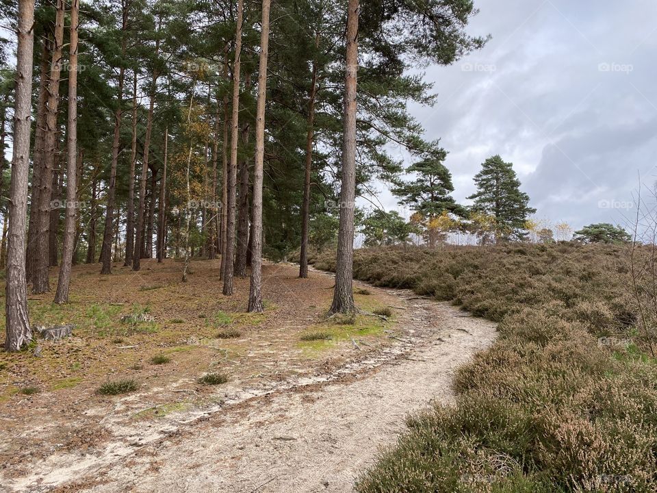 The face of the forest 