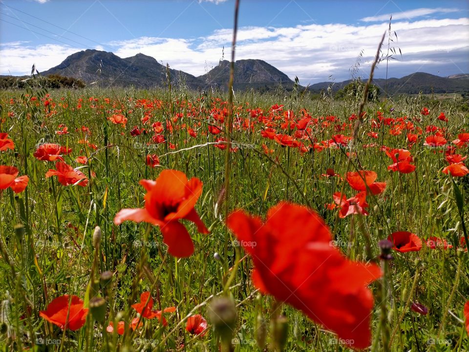 Coquelicots de Provence