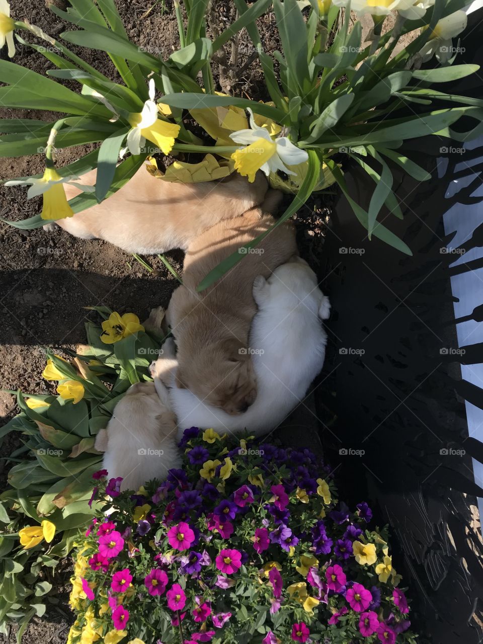 Puppies napping in my flower bed 