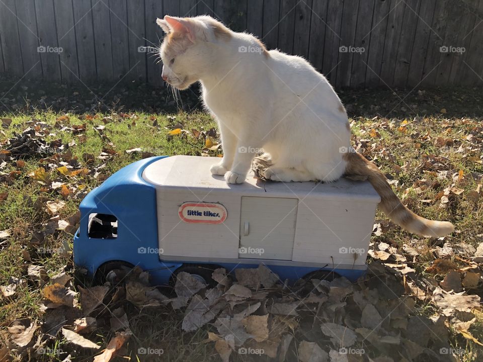 Cat on semi truck on a lovely warm fall afternoon