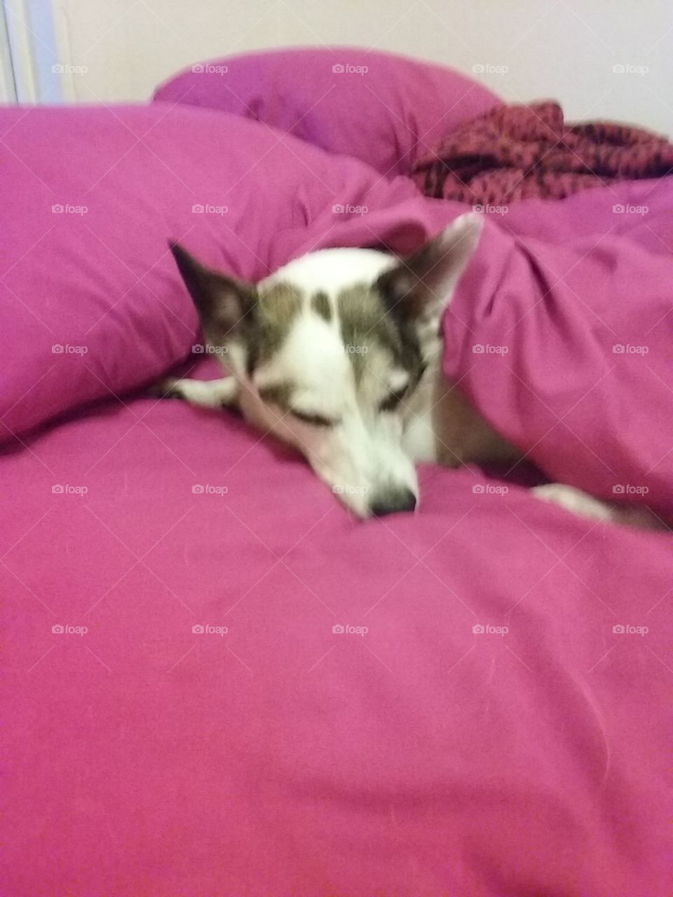 Dog, Bed, Sleep, Pillow, Mammal