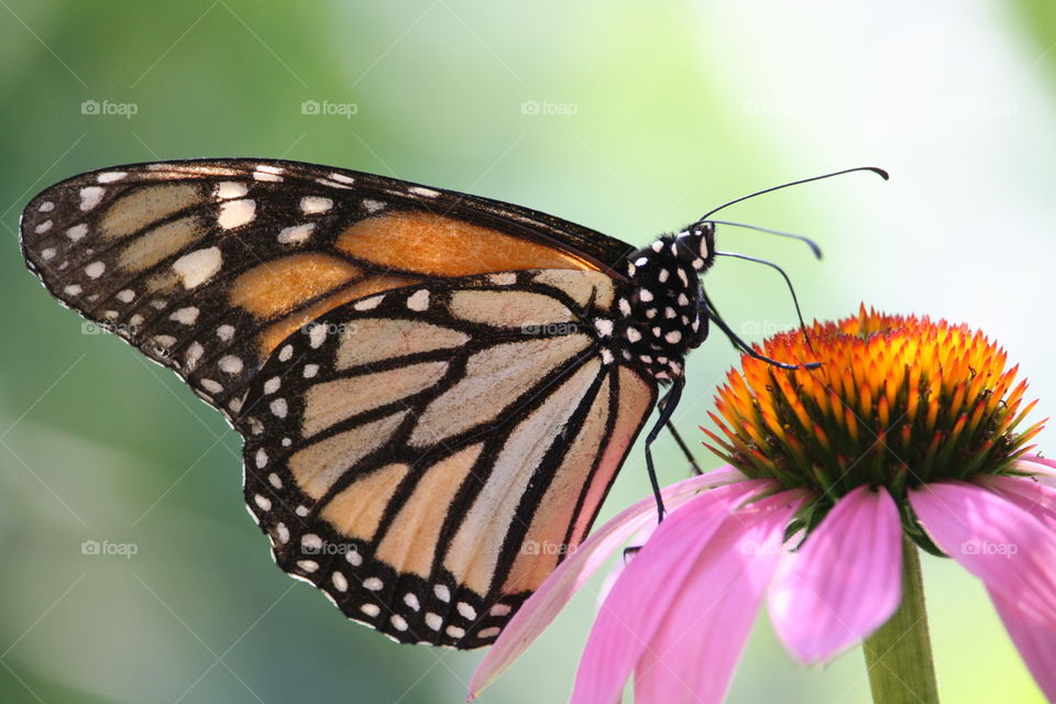 Butterfly close-up