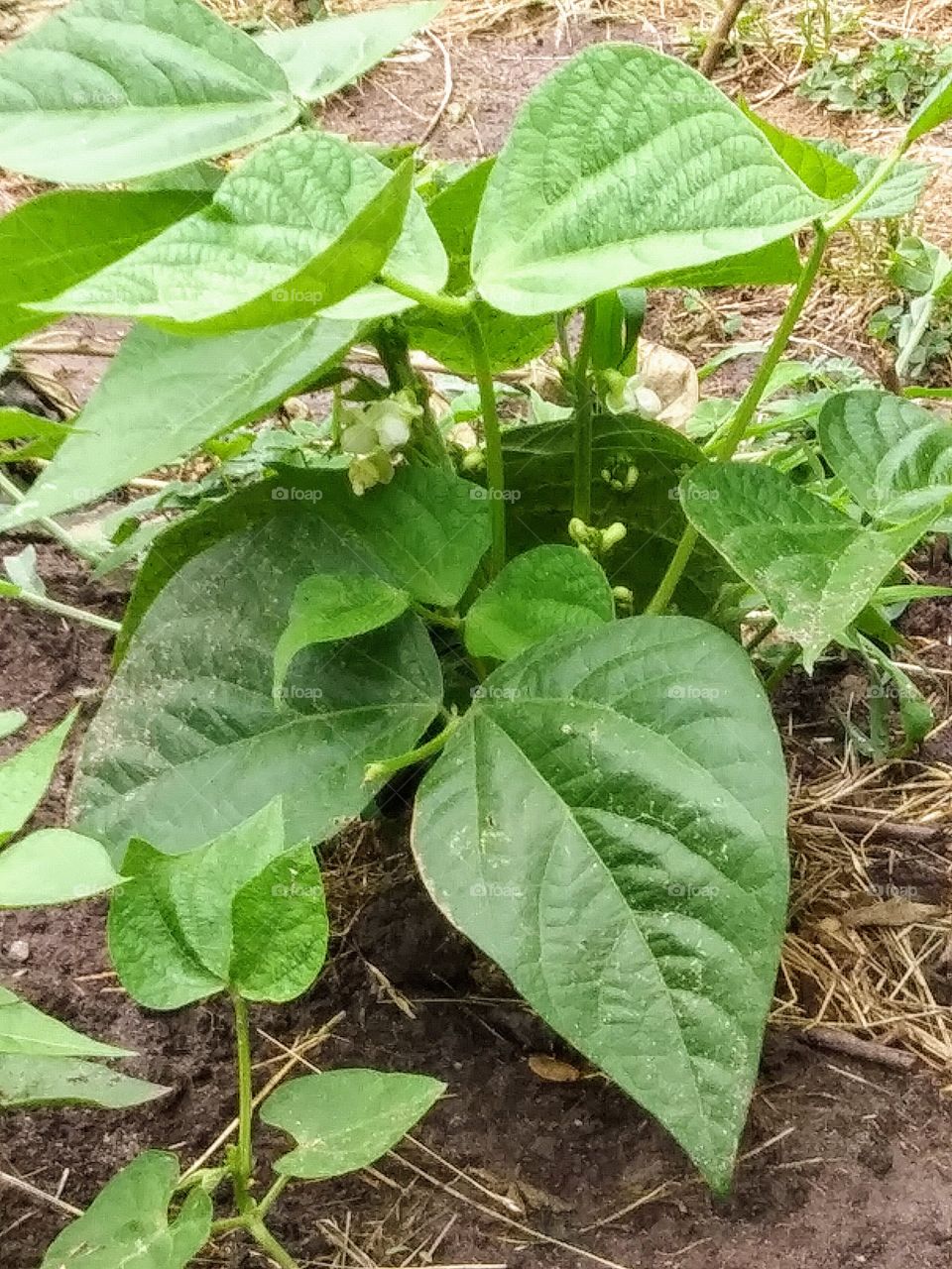 bean plant in bloom