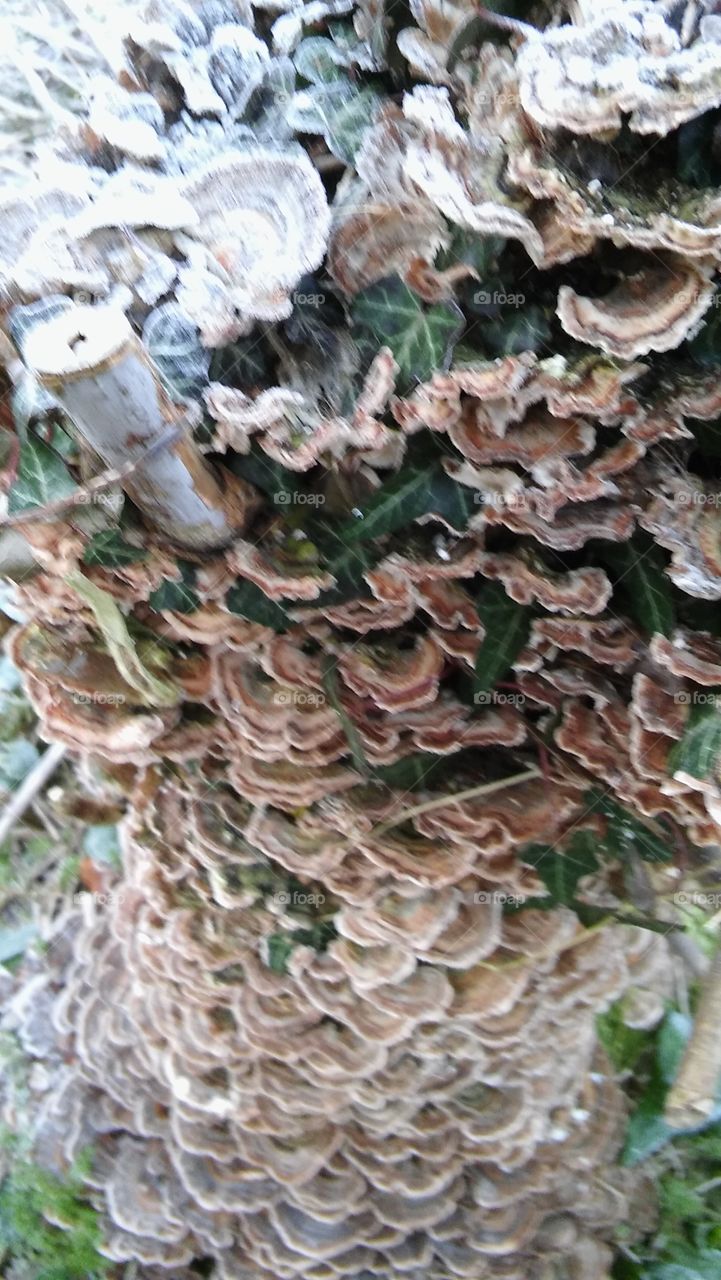 Wild Oyster Mushrooms