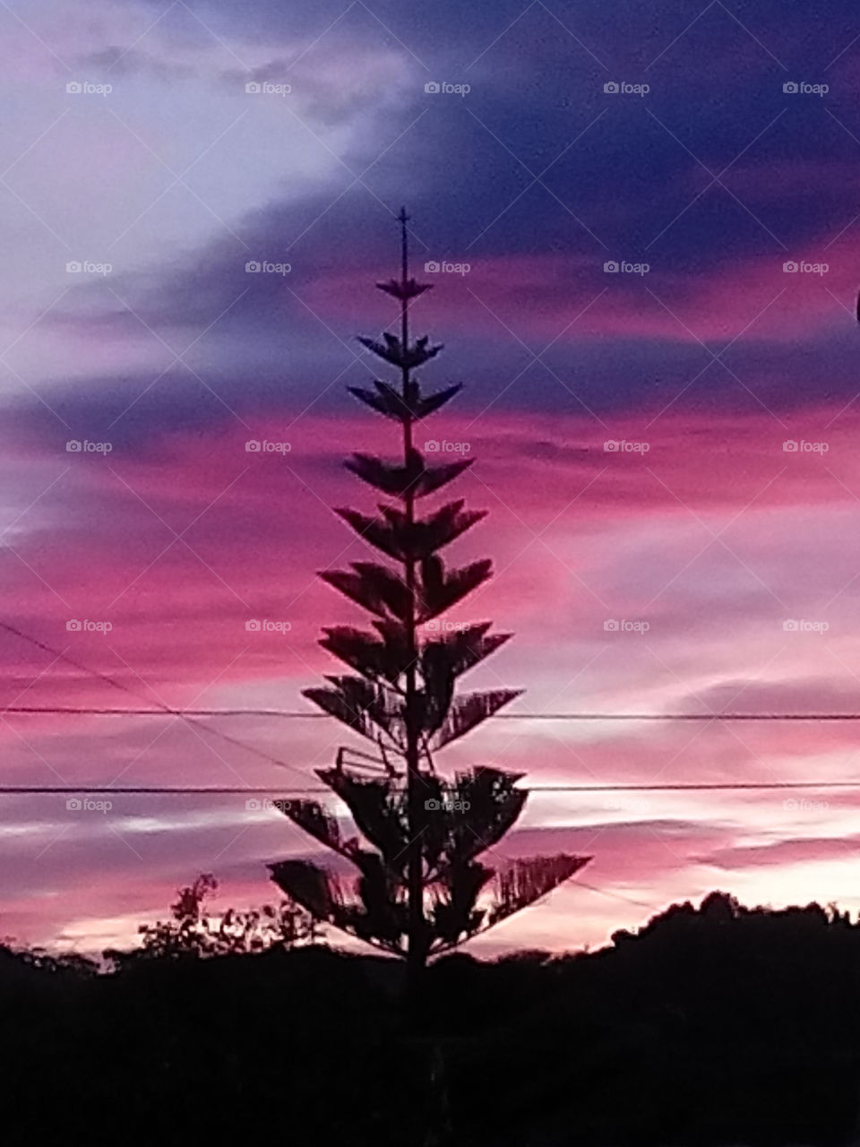 Sunset in my garden. Pink sky above my head 