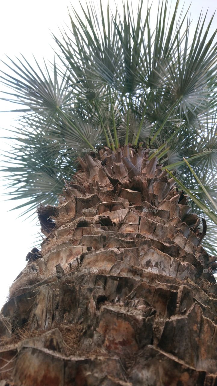 Tropical palm