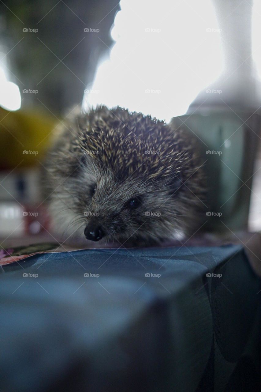 Easter hedgehog