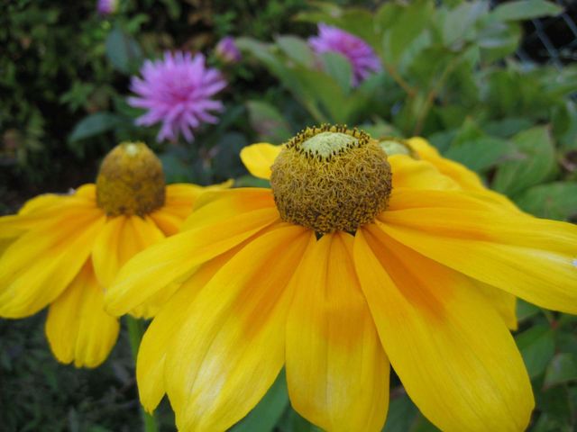 sunflowers