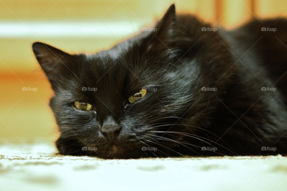 Close-up of a resting black cat