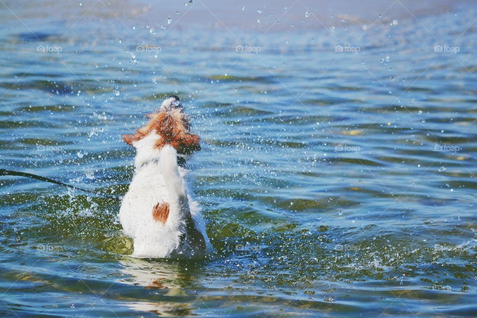 Water, No Person, Outdoors, Bird, Sea