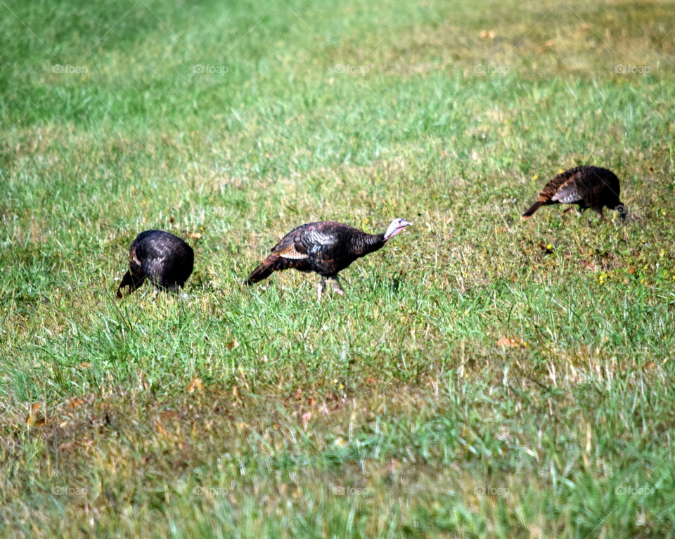Wild Turkeys