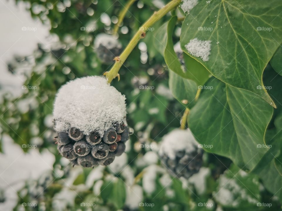 Plant under the snow