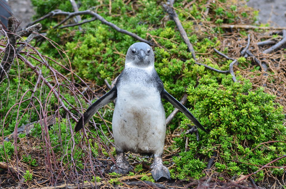 African penguins in South Africa