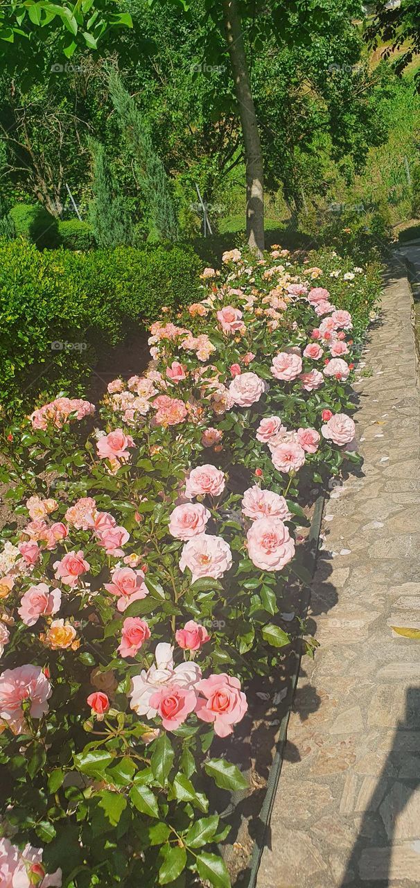 Zoe Garden Roses