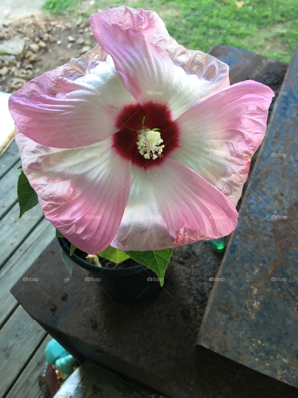 I’m all bloomed out and haven’t been planted in my permanent spot yet. Aren’t I pretty?