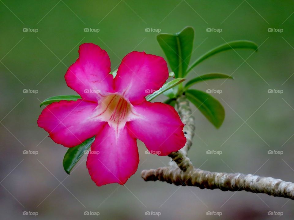 Flower 🌸 Maldives 🇲🇻 