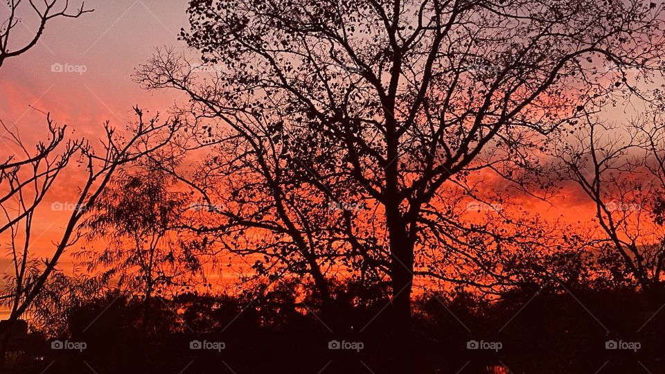 Lake trees show healthy qualities even when drawn to show distinctive colours with the evening sun. 