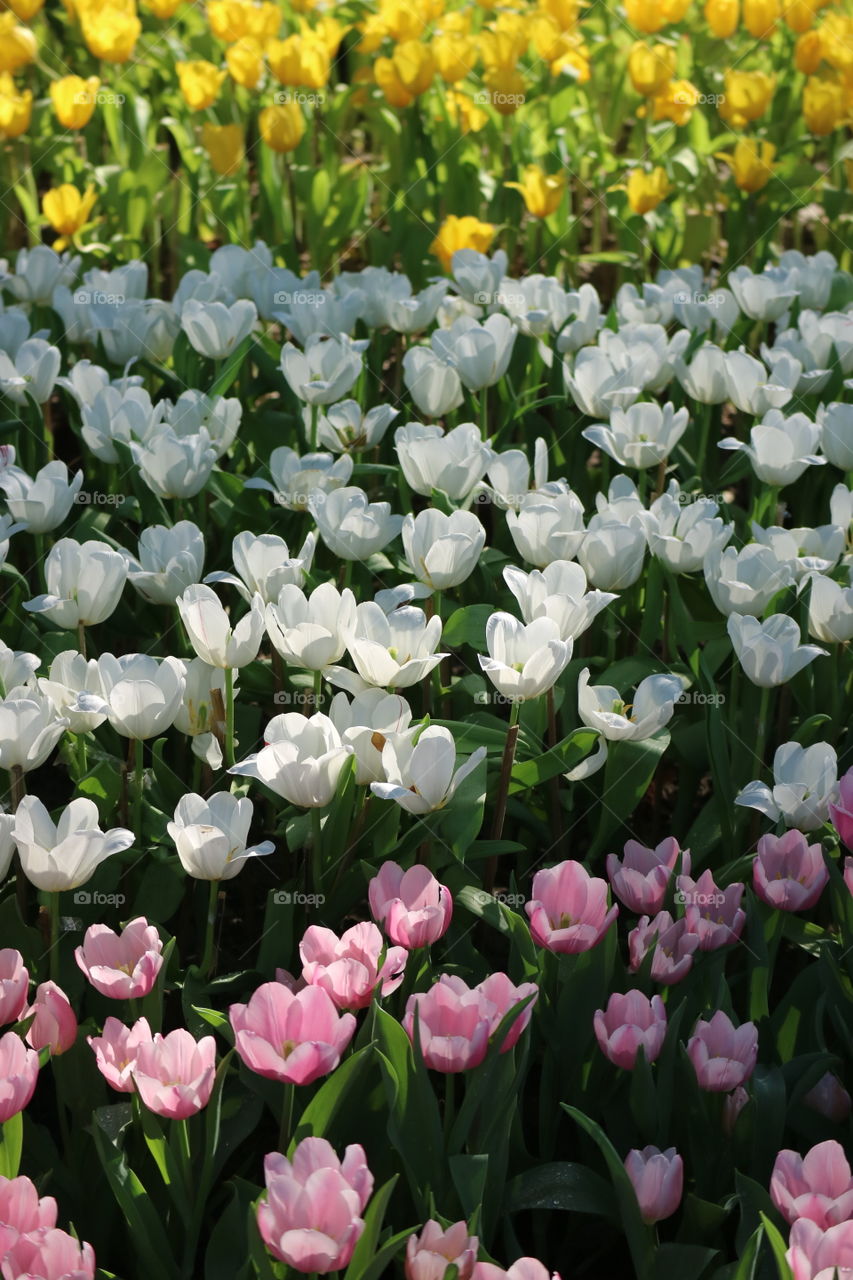 Garden tulips