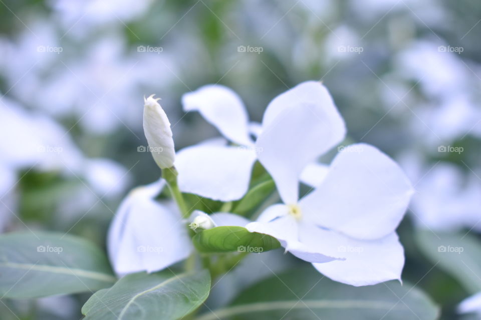 flowers photography