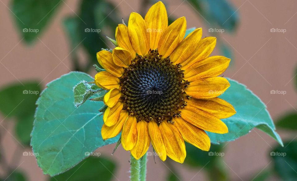 Sunflower 