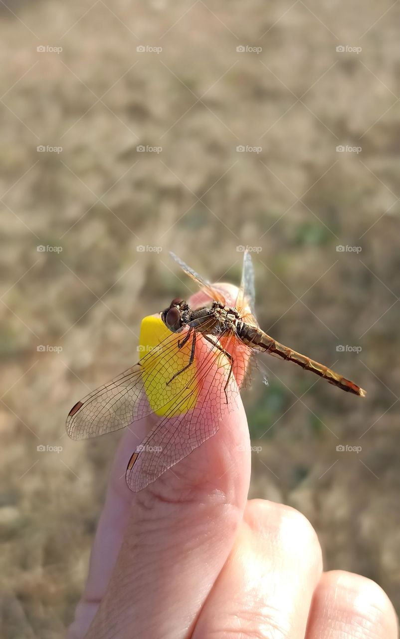 dragonfly on a female hand close up mobile photography