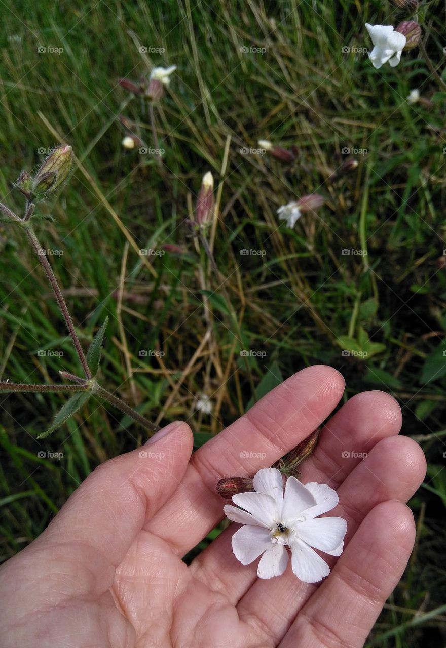 wild flower in the hand in the grass summer time