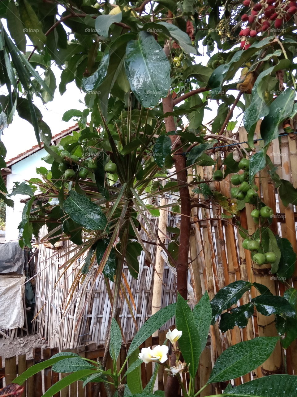 kelompok (jambu air)