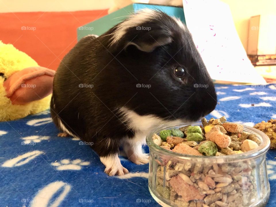 Hungry little Guinea pig Timmy ❤️