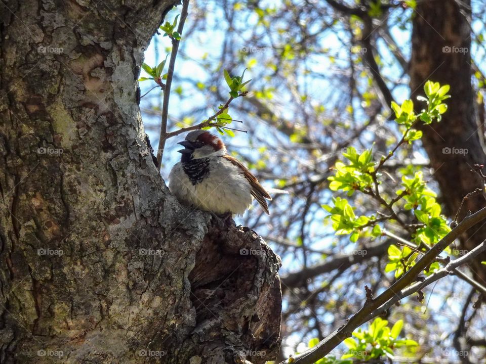 Sparrow on the tree.