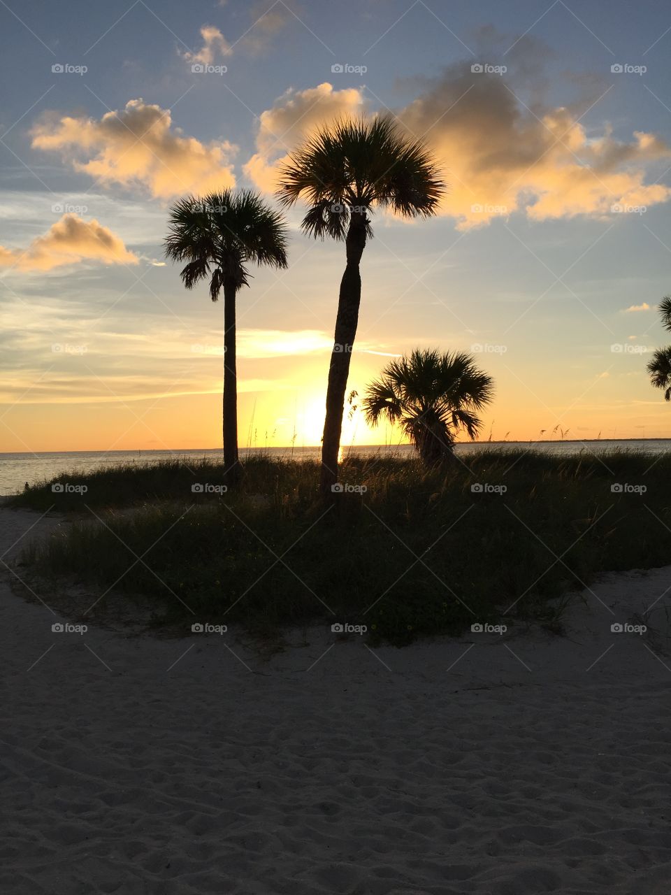 Howard Beach sunset behind palm trees