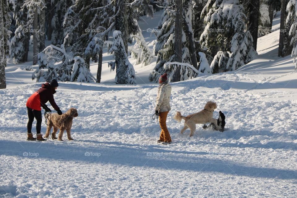 people and dogs on the snow 