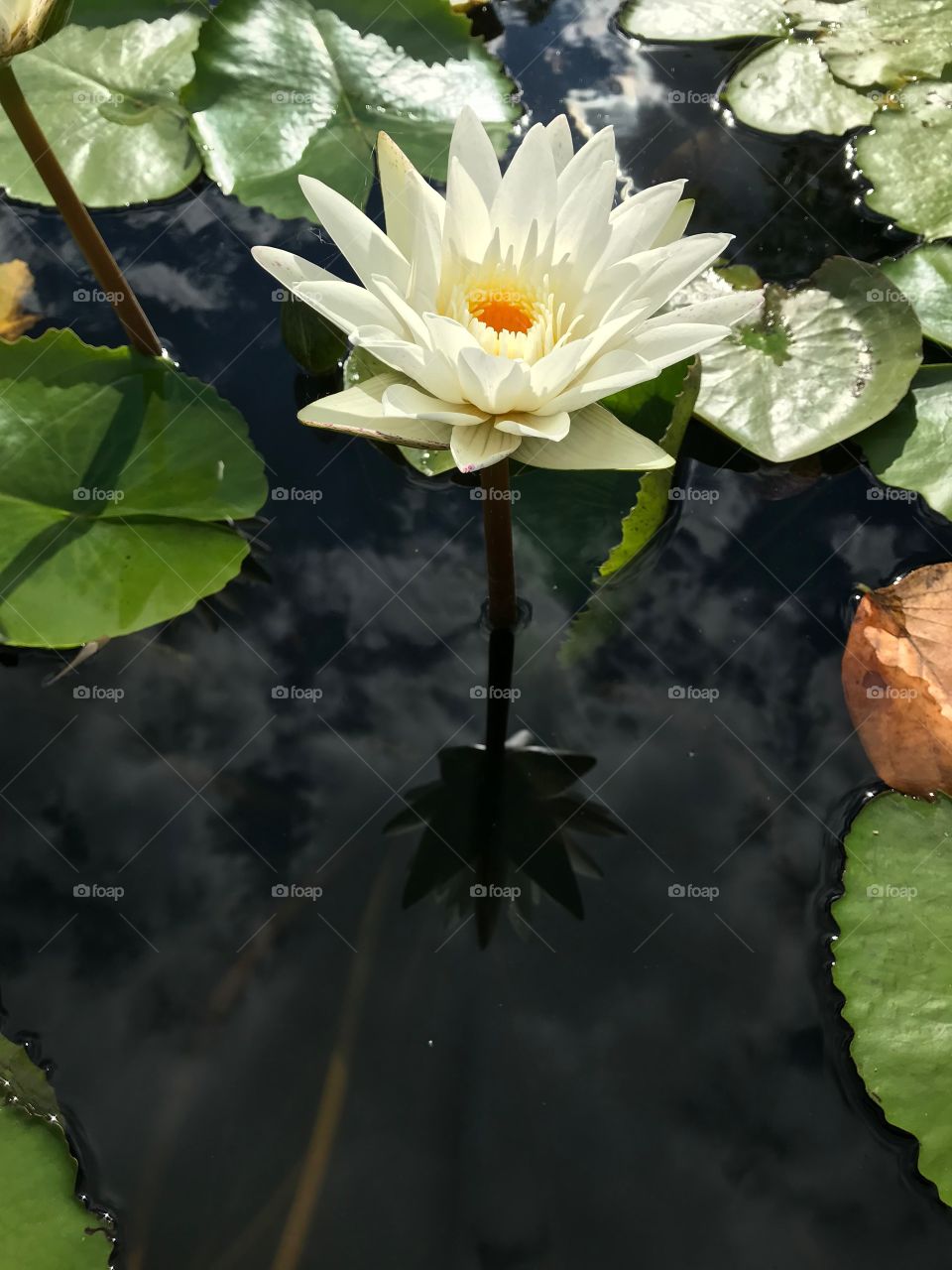 Gentle looks of white lotus in Thailand