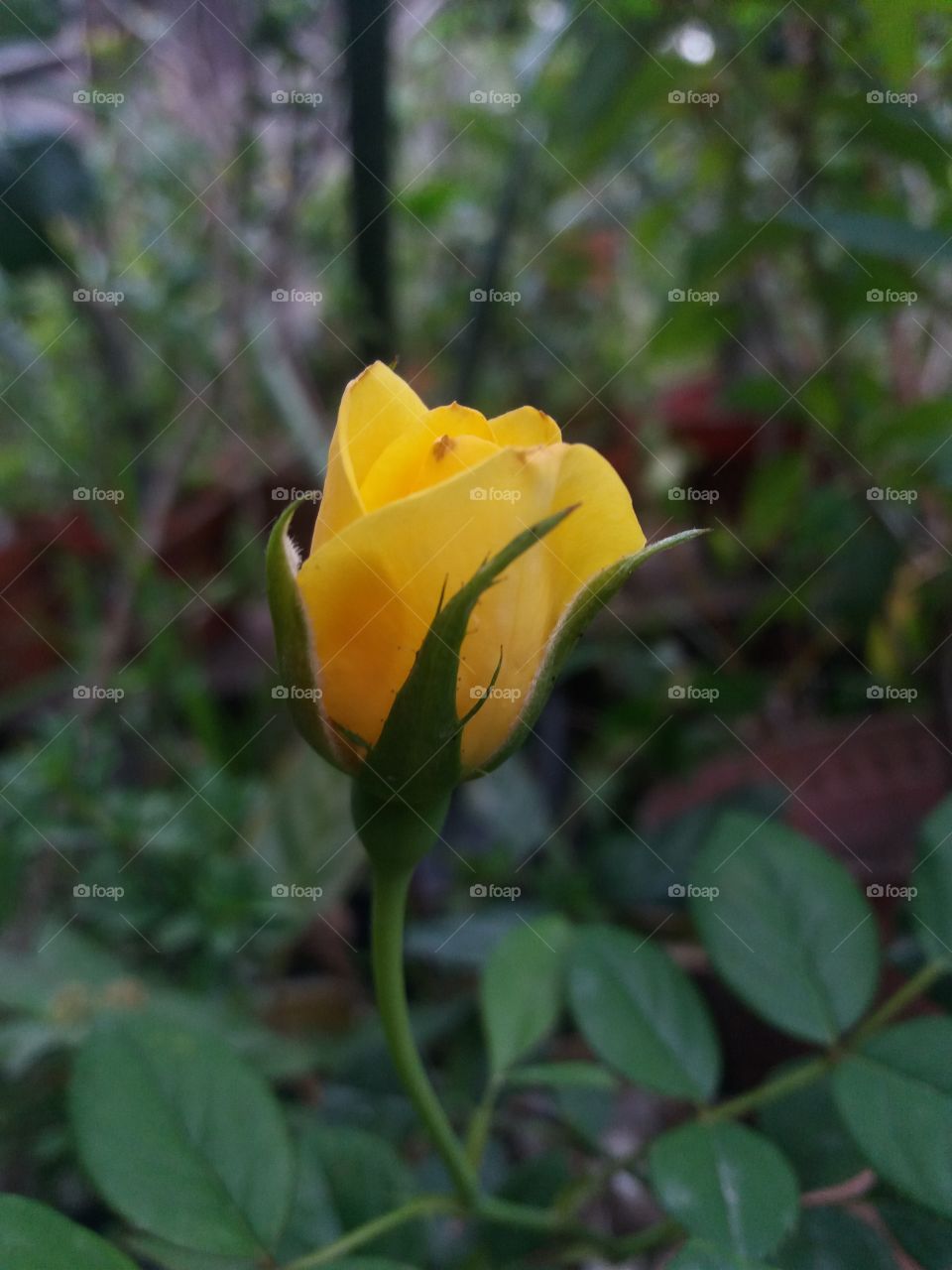 Bunga Rose kuning