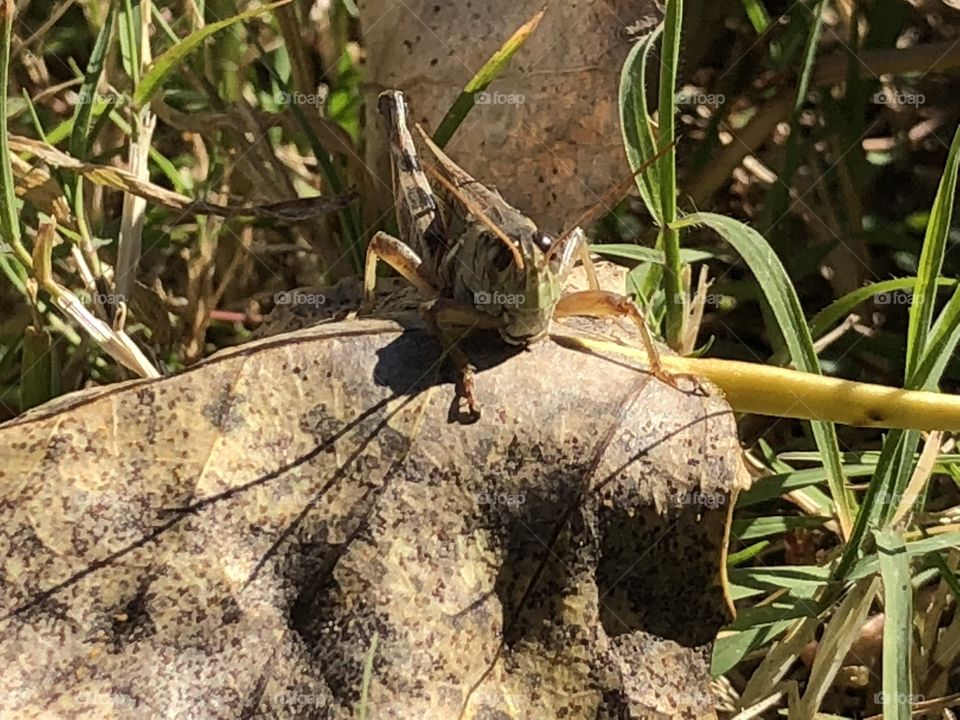 Grasshopper on a fall leaf. (Let your kids explore and be kind to creatures. ). It’s so cool to see them up close!! Creatures have a purpose