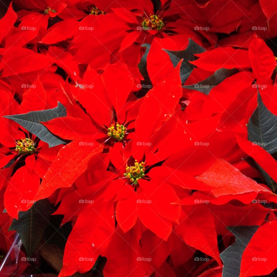 Poinsettias