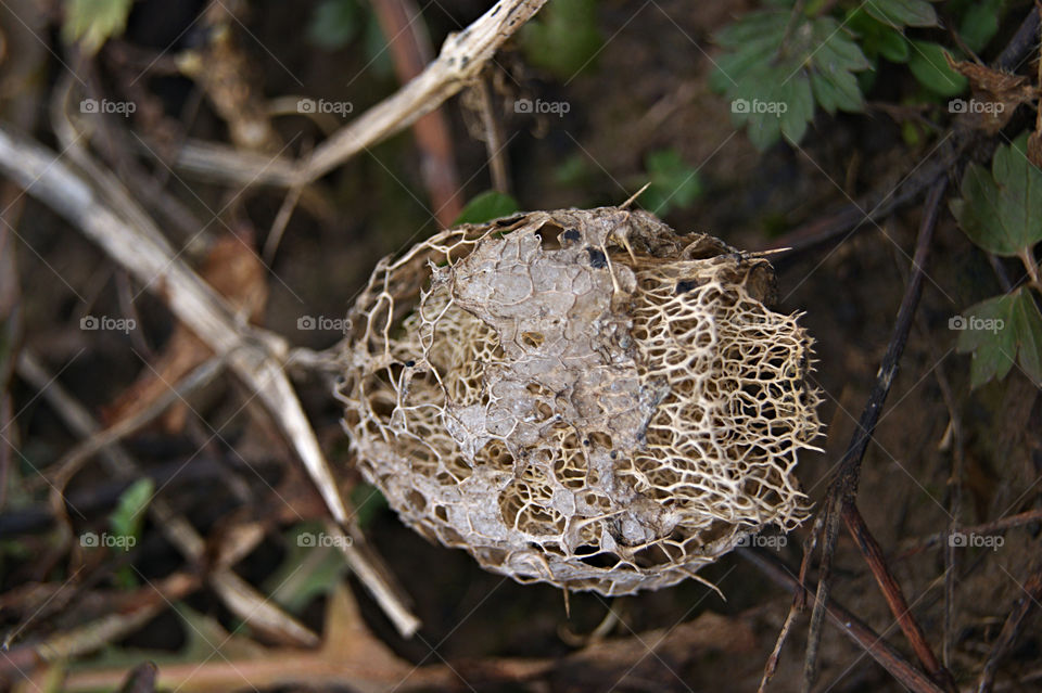 вот такой бешеный огурец.
